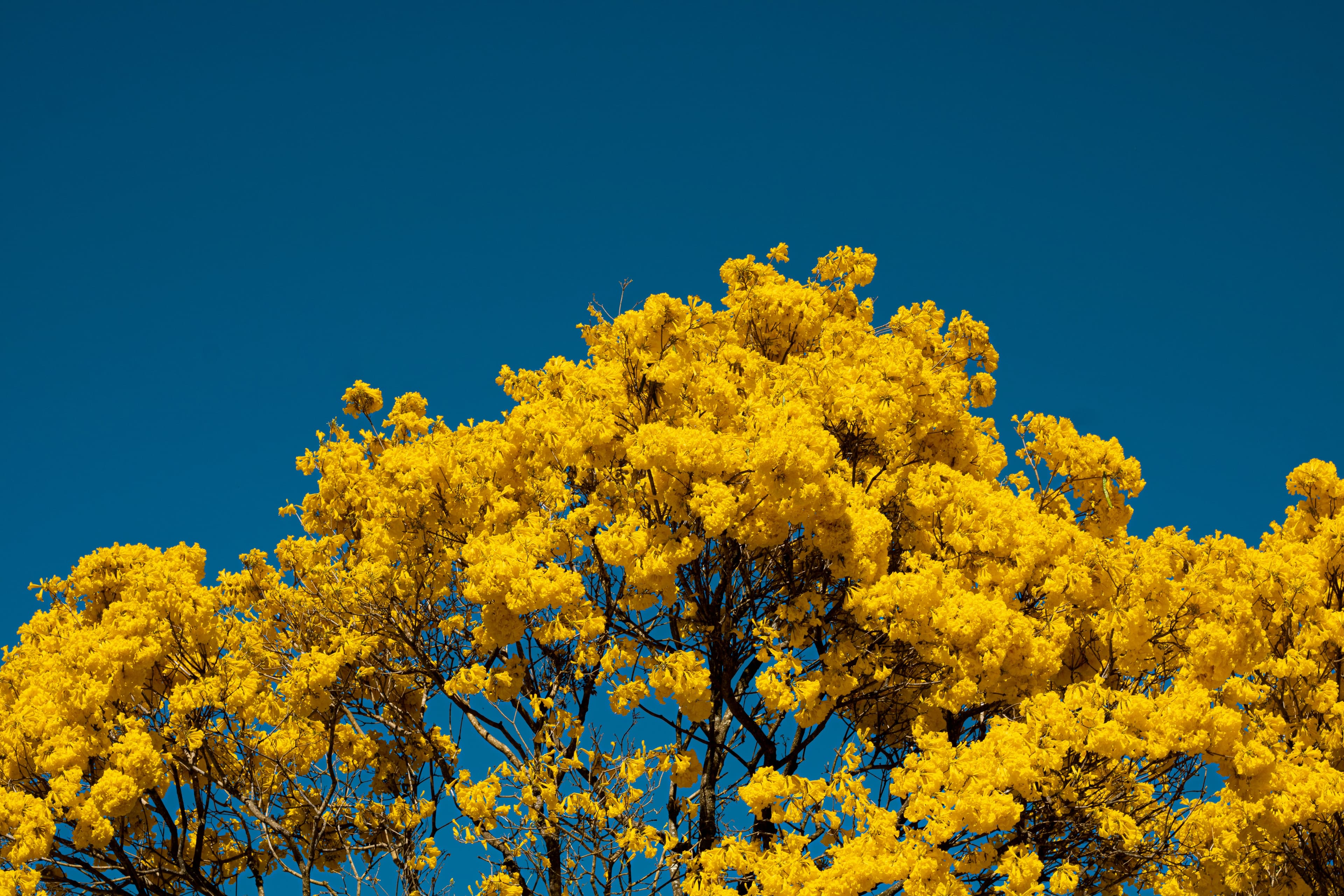 Ipê Amarelo