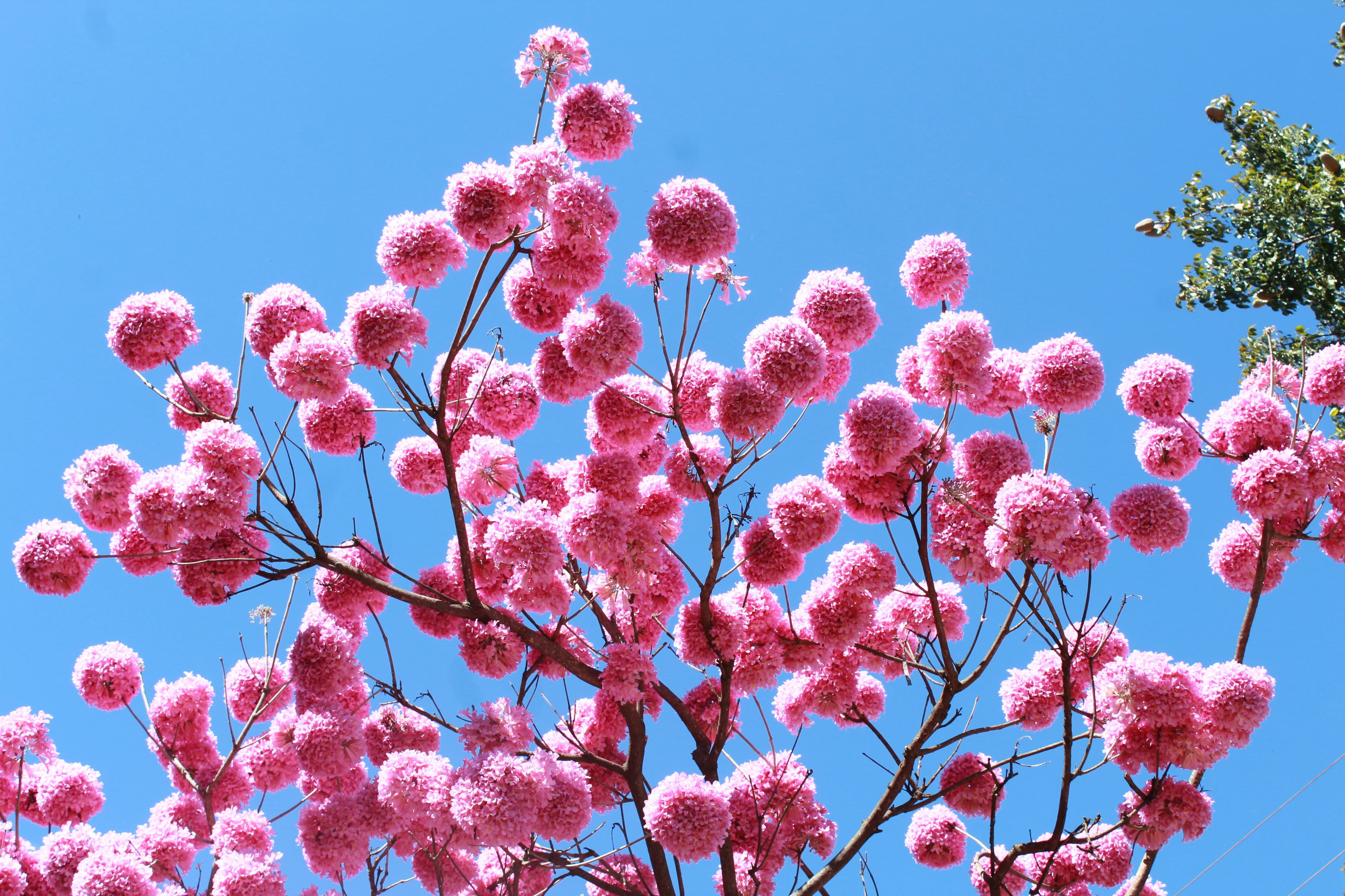 Ipê Rosa