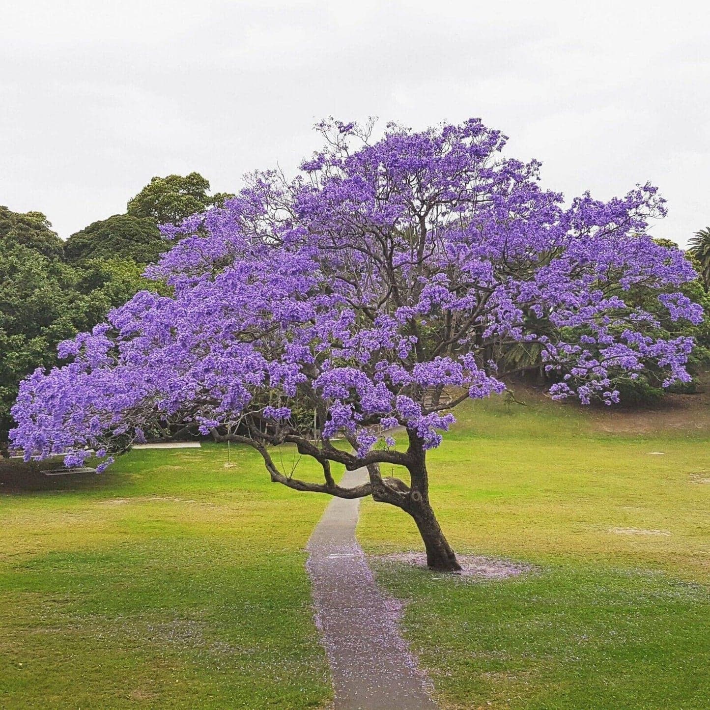Ipê Roxo